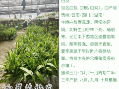 哪些地方適合種植白芨圖2