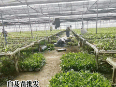 哪些地方適合種植白芨圖3