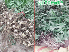 黃精種植前景看好_黃精苗多少錢(qián)一株圖2