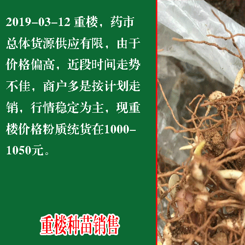 重樓苗種植_第一年種植重樓需要注意事項(xiàng)