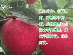 2020-08-10九葉青花椒苗圖3