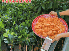 泰國(guó)紅肉菠蘿蜜苗的由來(lái)_泰國(guó)紅肉菠蘿蜜苗生產(chǎn)基地圖3