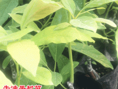 那里有牛油果樹苗&牛油果要怎么種植盆栽&牛油果幾年結(jié)果?圖3