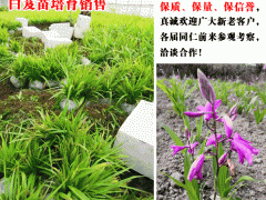 哪些地方適合種植白芨_白芨育苗基地圖2