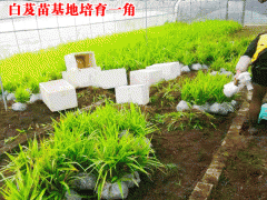 哪些地方適合種植白芨_白芨育苗基地圖3