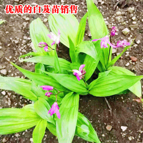 優(yōu)質(zhì)白及_白芨種植對土壤的幾點要求