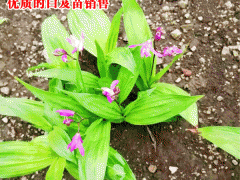 優(yōu)質(zhì)白及_白芨種植對土壤的幾點要求圖2