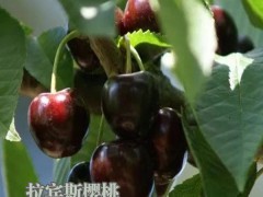 櫻桃樹適合在什么地方種植圖1