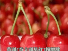 種植櫻桃如何合作管理,櫻桃種植技術(shù)圖2