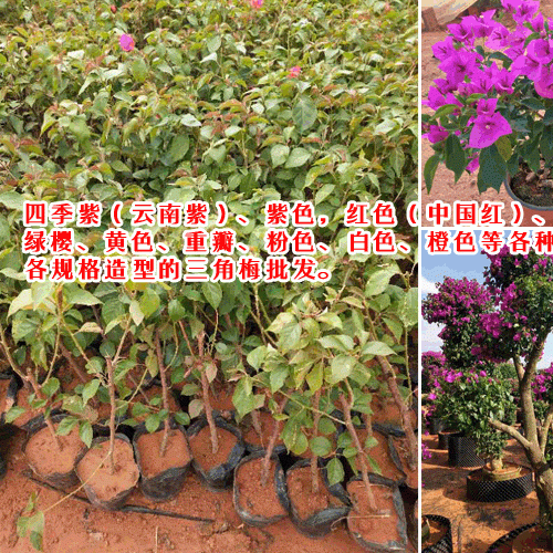 求購三角梅_三角梅小苗價格-芊蕁三角梅基地