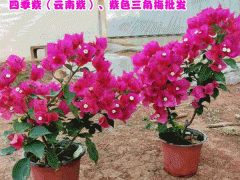 昆明三角梅零售(批發(fā))花期圖1