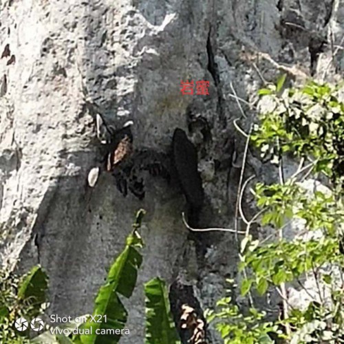 哀牢山的生態(tài)土蜂蜜 、百花蜜、山花蜜、小掛蜂蜜