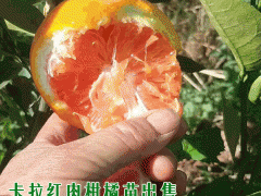 紅肉臍橙什么時候上市？圖2