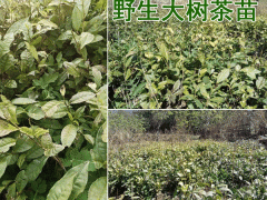 大樹(shù)茶苗_大樹(shù)茶一般分布在哪些地方?圖3