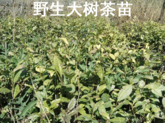 茶樹苗適合在海拔多少地方種植圖2