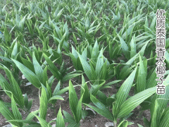 泰國香水椰子苗_香水椰子苗產(chǎn)量高、品質(zhì)好特點圖1