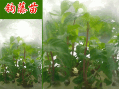 鉤藤苗圖片_四種鉤藤種植培育方法?圖2