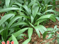 仙茅苗哪里有賣?_仙茅種子多少錢一斤培育仙茅圖片圖2