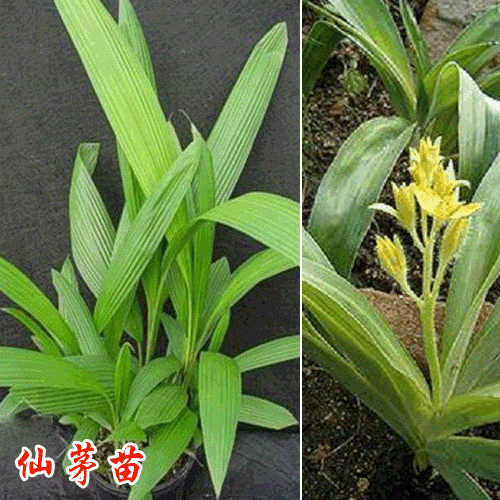 仙茅苗價(jià)格__仙茅苗哪里有賣(mài)_仙茅苗如何栽培?