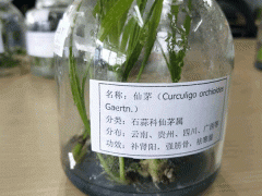 仙茅苗價格__仙茅苗哪里有賣_仙茅苗如何栽培?圖2