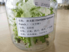 龍膽草種植成本分析_云南龍膽草苗供應(yīng)圖2