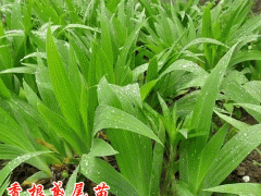 香根鳶尾_鳶尾的價(jià)格圖3