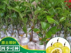 百香果苗什么時(shí)候種植好_百香果苗如何種植圖3