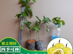 百香果苗什么時(shí)候種植好_百香果苗如何種植圖2