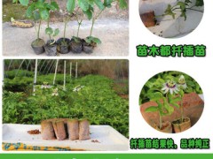 百香果苗怎樣種?_百香果苗種植場圖1