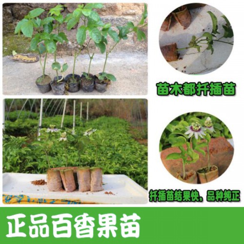 百香果苗怎樣種?_百香果苗種植場