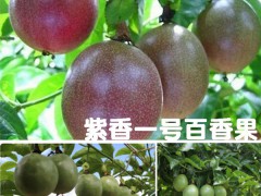 百香果小苗價(jià)格多少錢?種類類別參考價(jià)格起訂數(shù)量圖1