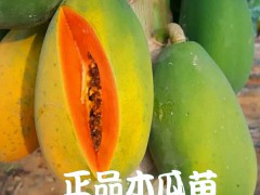 木瓜苗種植戶_如何種植繁衍木瓜技術(shù)咨詢圖3