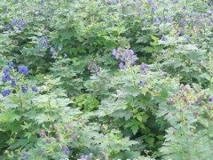 黃草烏種植/麗江黃草烏技術(shù)/永勝黃草烏種子/麗江黃草烏種苗銷售圖2