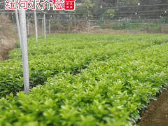 紐荷爾臍橙苗_多少錢一株?_種植管理要求條件圖2