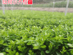 紐荷爾臍橙苗_多少錢一株?_種植管理要求條件圖3