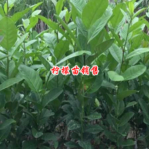 檸檬種子的種植方法是什么？2019年每斤多少錢？