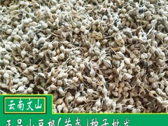 山豆根種子崔芽技術(shù)公布,_山豆根種植大戶圖2