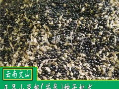 山豆根種子崔芽技術(shù)公布,_山豆根種植大戶圖3