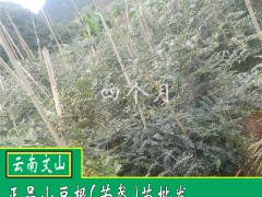 幾點中藥材山豆根重要功效與作用圖2