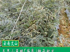 幾點中藥材山豆根重要功效與作用圖3