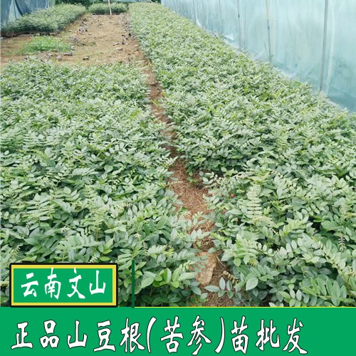 山豆根苗_廣西南寧市上林縣價(jià)格400元/斤