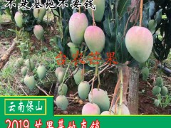 吃青芒果的好處？芒果怎么吃？圖1