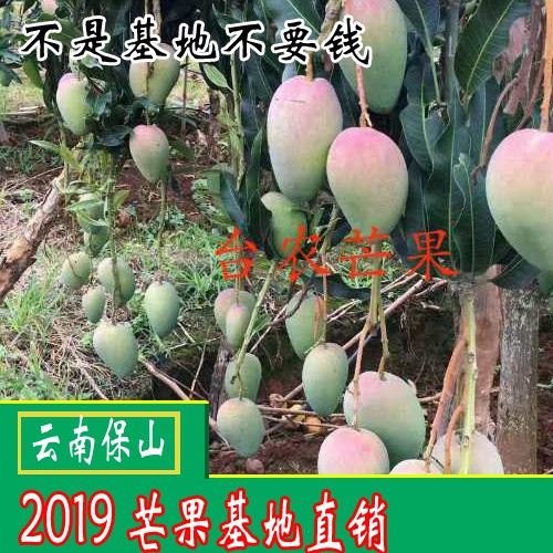 吃青芒果的好處？芒果怎么吃？