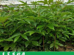 如今吳茱萸價(jià)格在幾個(gè)每斤?圖2