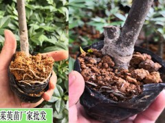 茶辣苗育苗方法?圖2