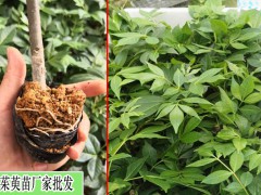 栽種吳茱萸1畝盈利多少？圖2