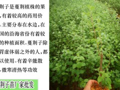 中藥蔓荊子價(jià)格多少錢(qián)一斤？種植前景如何？圖3