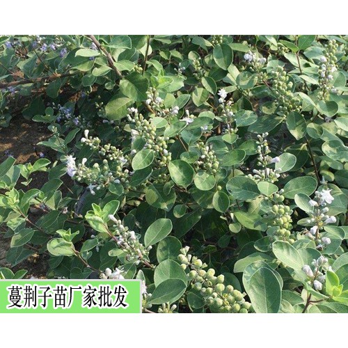 蔓荊子苗_蔓荊子如何??化學(xué)除草