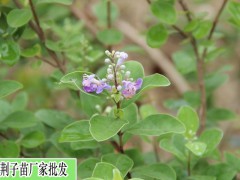 蔓荊子苗，單葉蔓荊子苗信息種植技術圖3