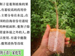 單葉蔓荊子苗3種種植繁育方法(種子直播/枝條扦插/枝條埋栽)圖3